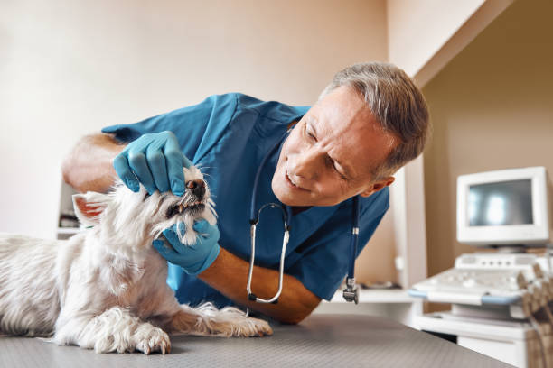 Best Emergency X-Rays and Diagnostics in North Newton, KS